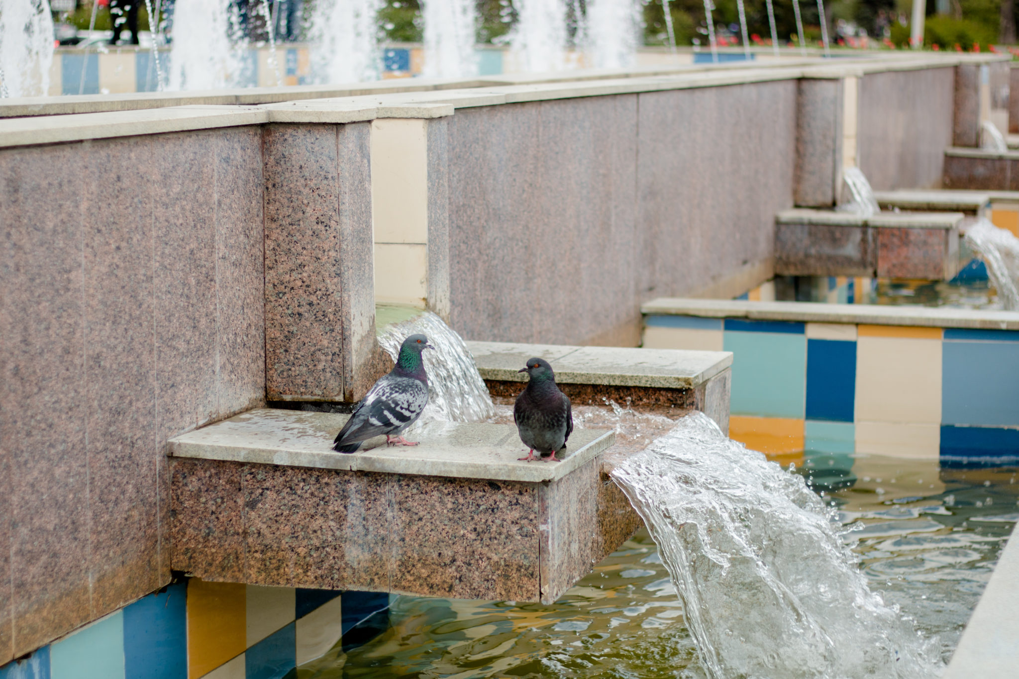2 pigeons sit on a fountain in summer