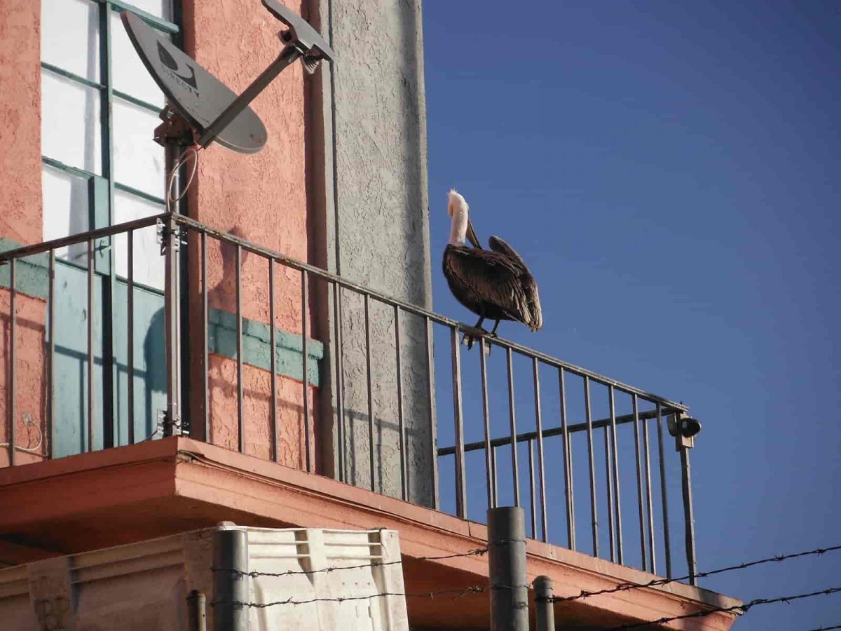birdsonrailings Bird Barrier