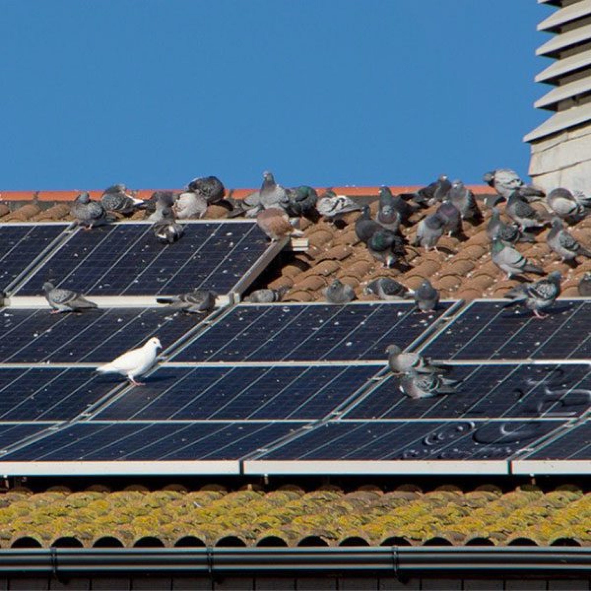 Birds roosting on solar panels