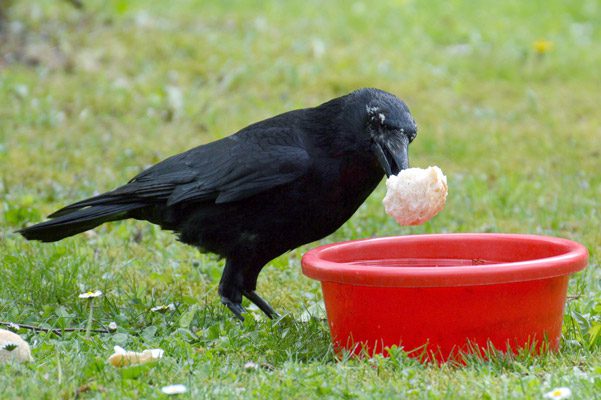 Get rid of food sources to discourage crows