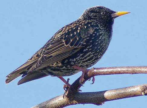 Starlings are pest birds