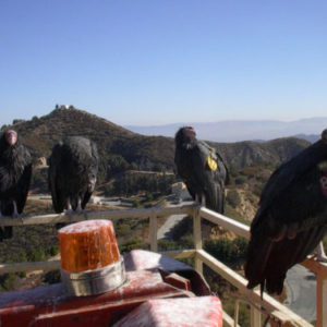 Turkey Vultures on Tower Railing