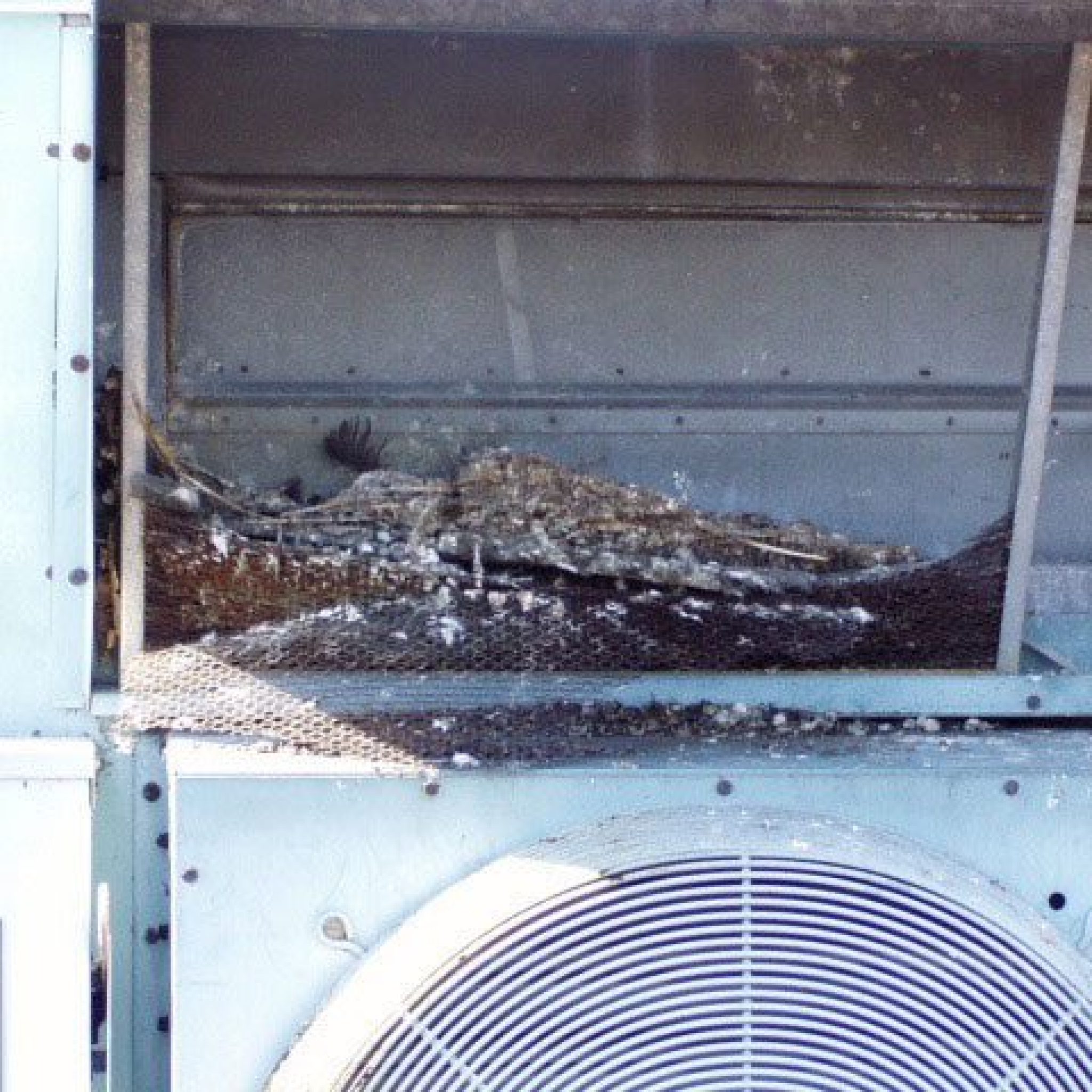 Bird feathers and droppings on HVAC unit