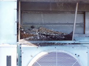Bird feathers and droppings on HVAC unit