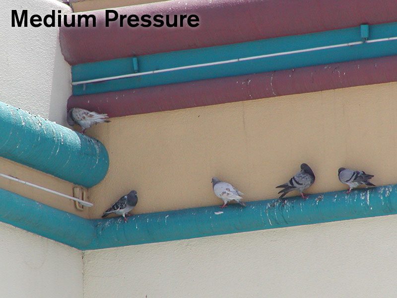 Medium Bird Pressure