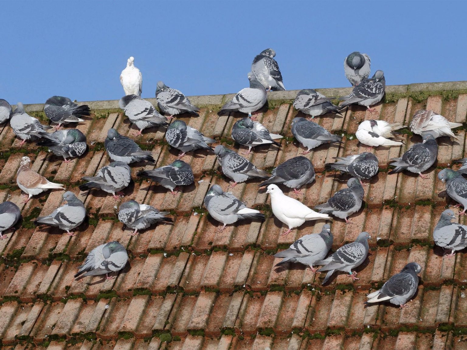Pigeon Damage to Tile Roof