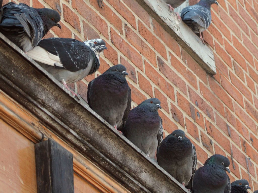 Pigeon Problem: Roosting on Building Ledges