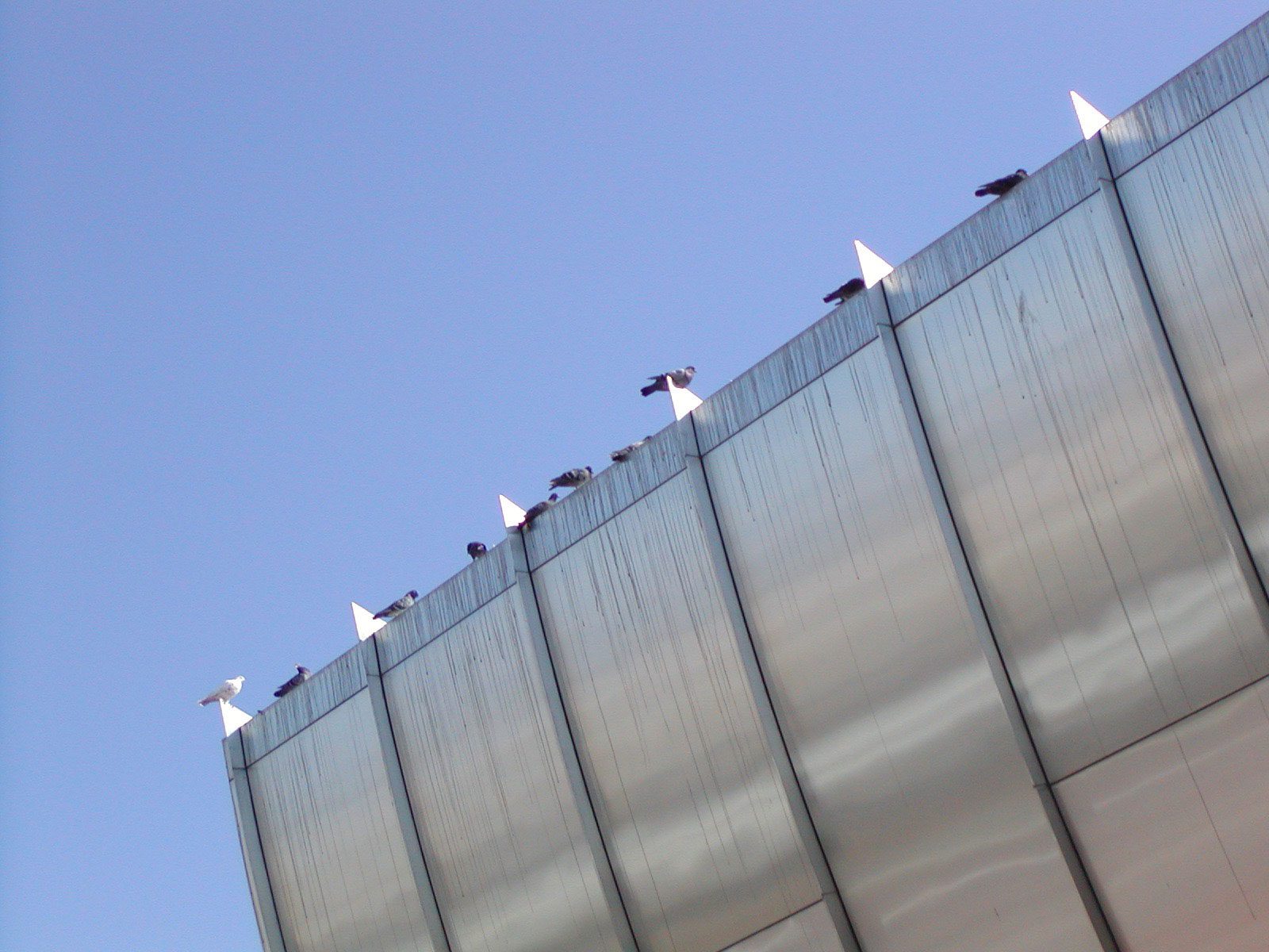 Pigeons roosting on a metal building leave stains with their droppings