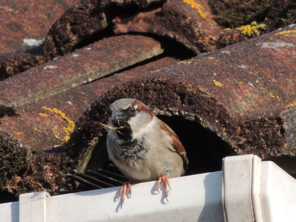 Sparrow Roosting in Rain Gutter