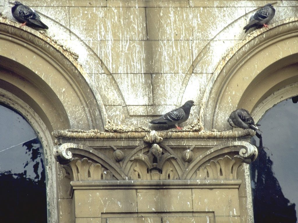 Bird droppings on historic building