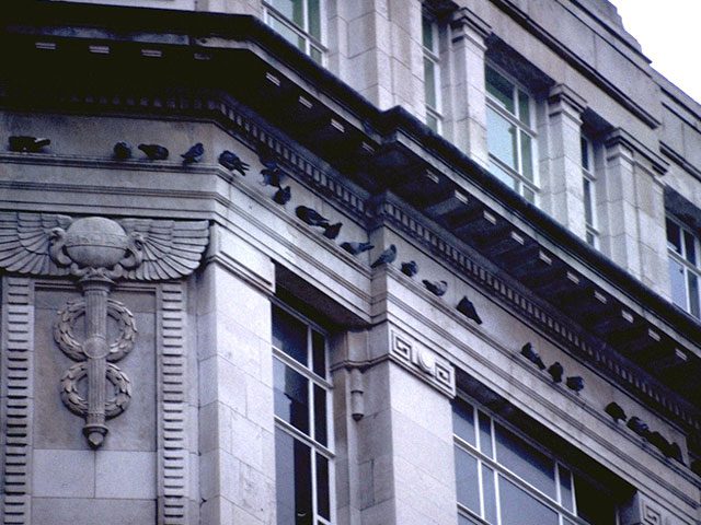 Pigeons roosting on a historic building