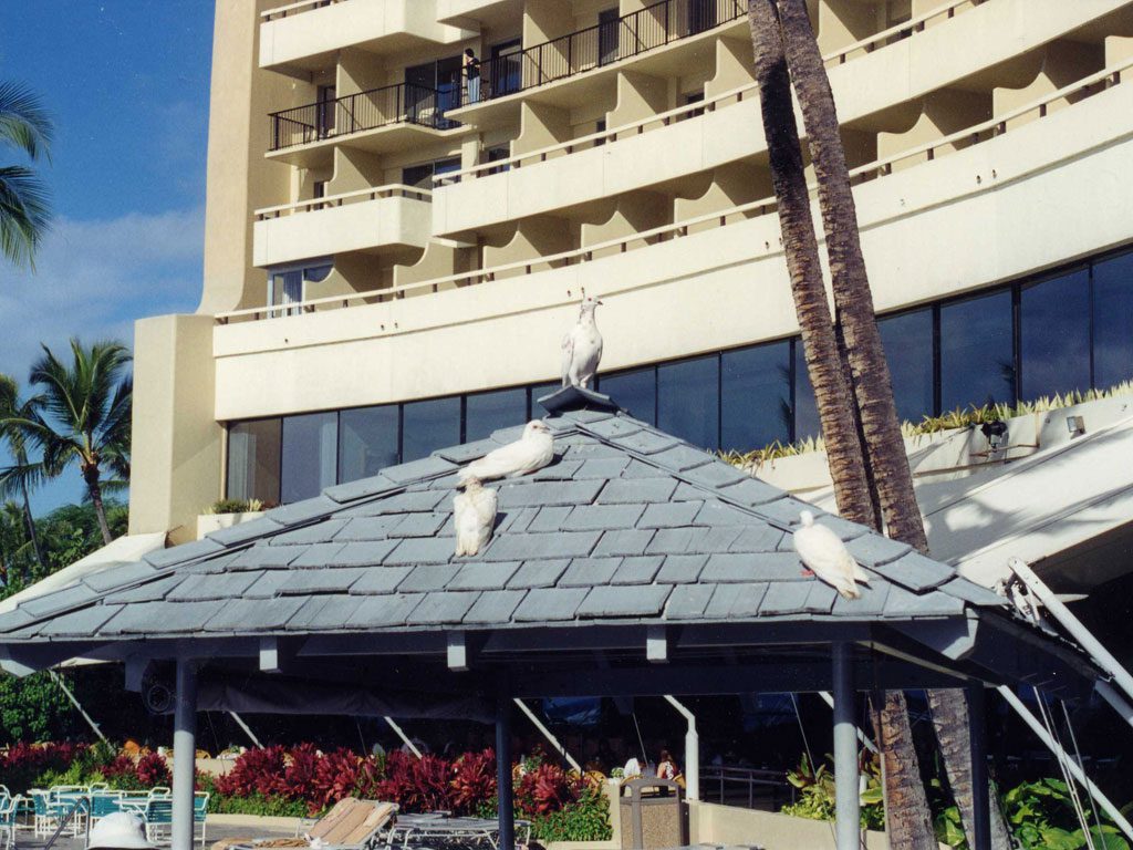 Gulls roosting at resort poolside