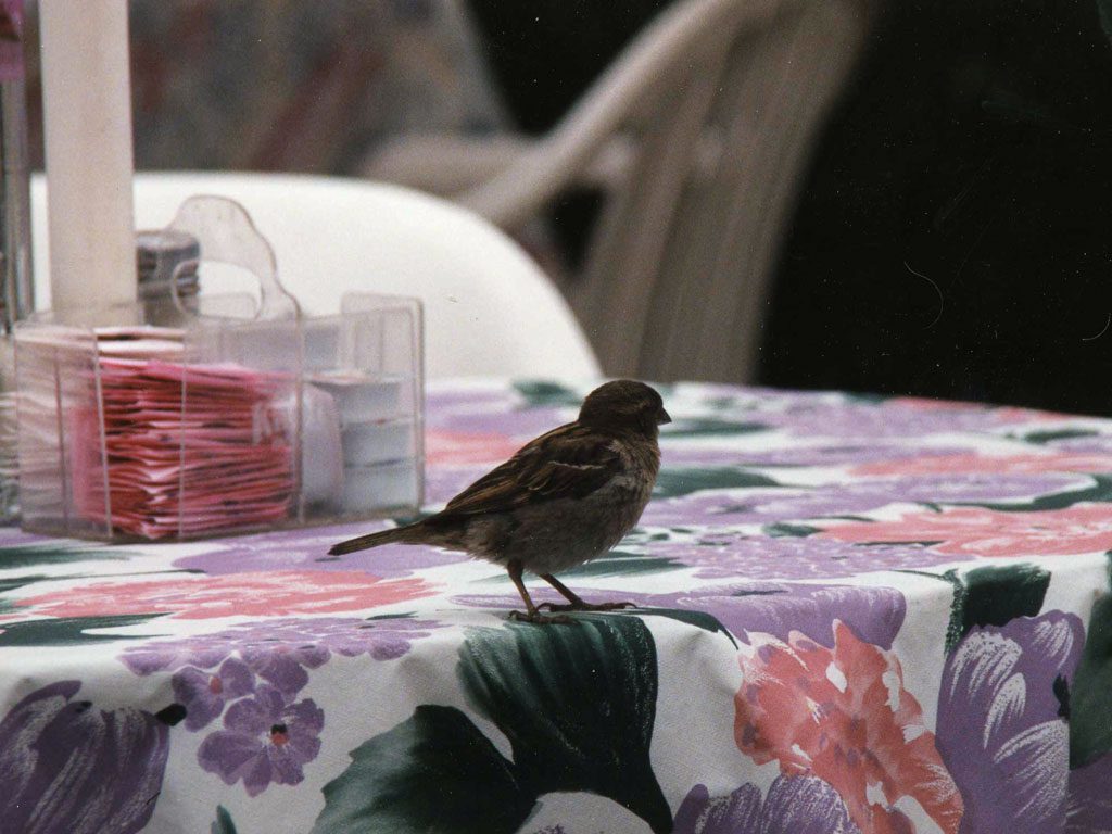 Bird sitting on restaurant table