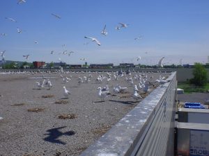 Gulls making a mess on a rooftop