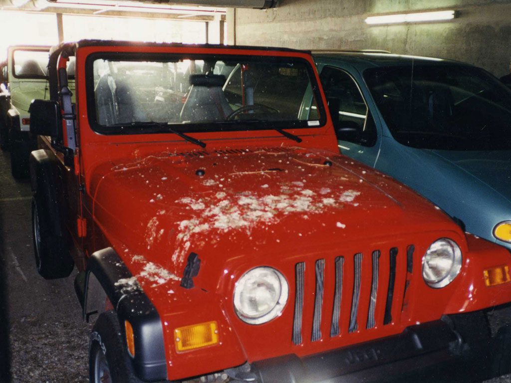 Bird droppings on car