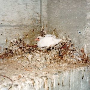 Get Rid of Birds Nesting on Ledges