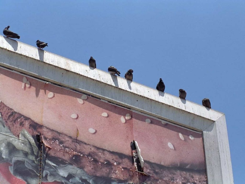 Bird Barrier