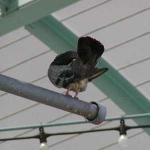 Prevent Pigeons or Other Birds from Perching on Pipes or Railings