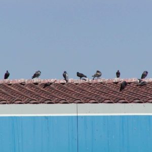 Stop Pigeons or Gulls on Roof Peaks