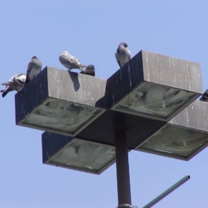 Block Pigeons or Seagulls on Street Lights