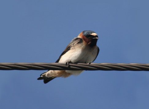 bird control fresno