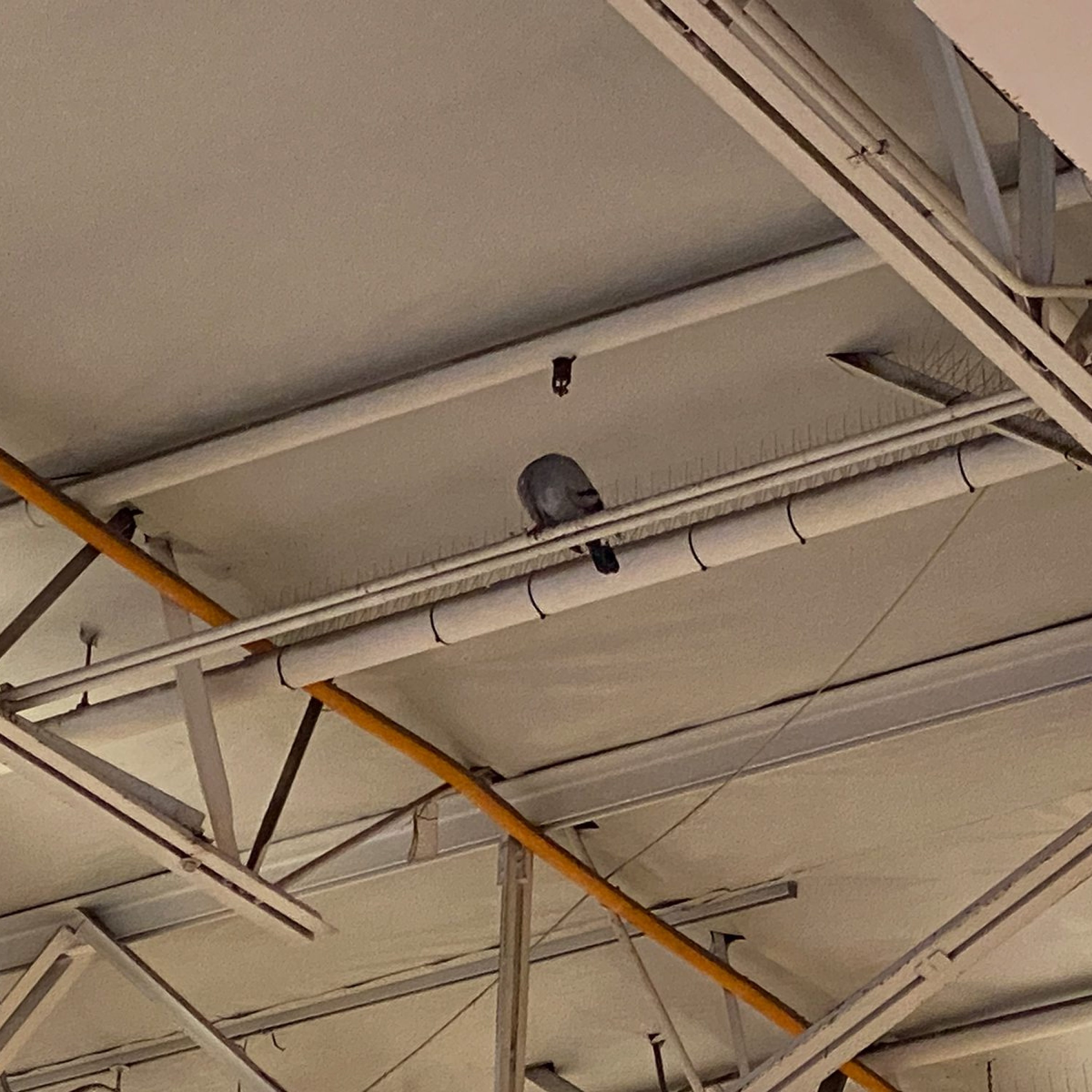 StealthNet_Before_Hangar-4