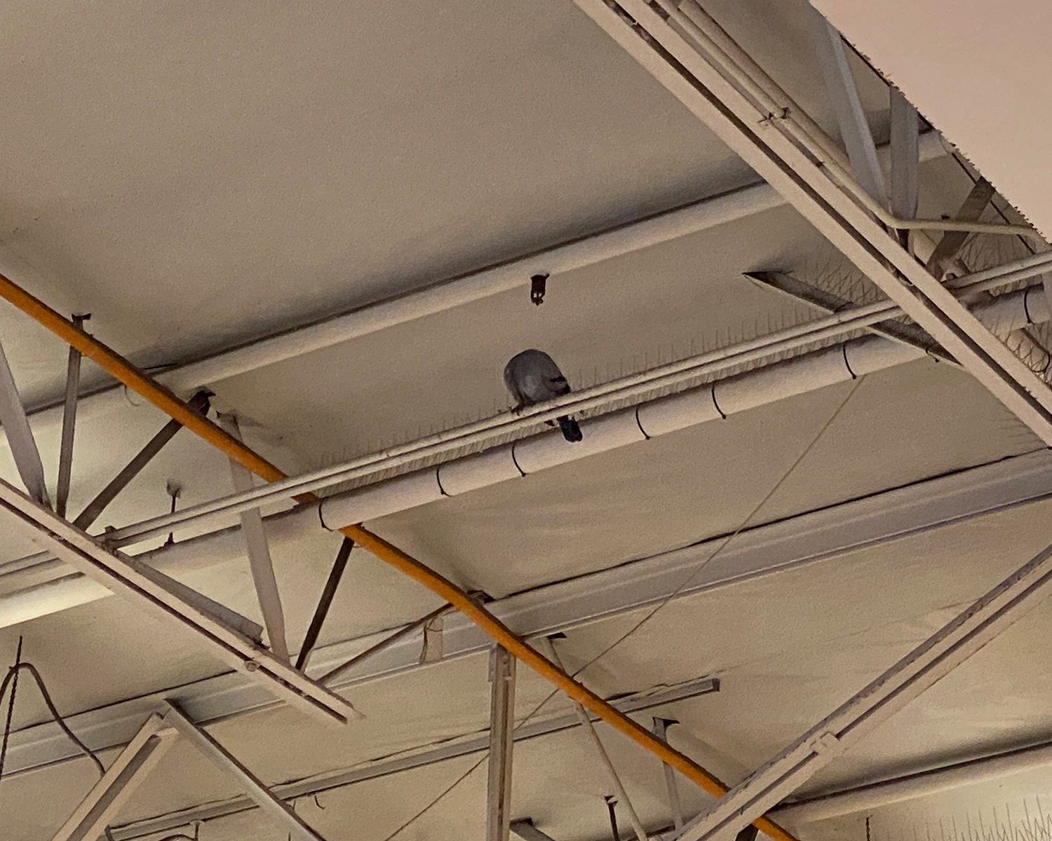 StealthNet_Before_Hangar-4