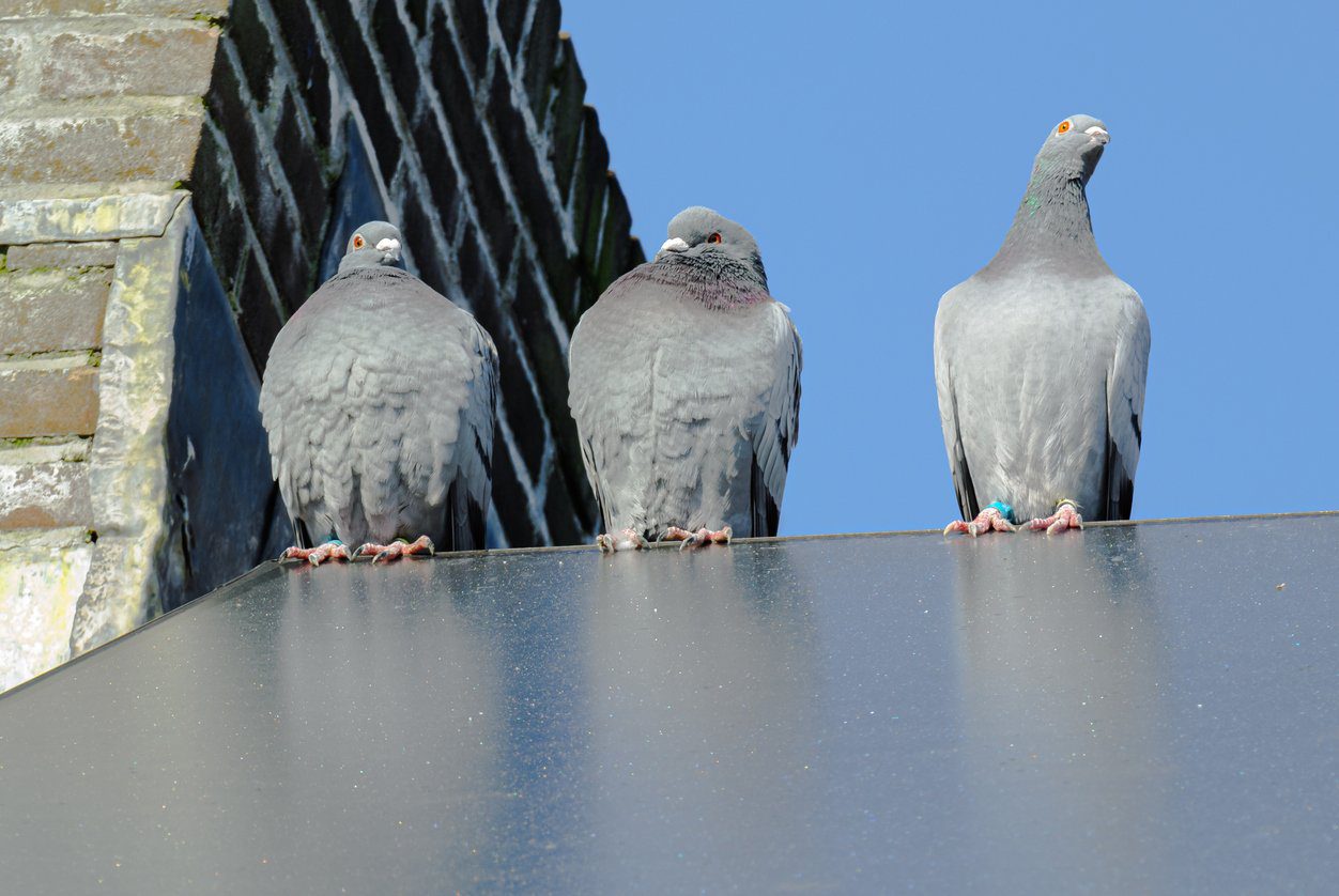 3-pigeons-perched-on-the-edge-of-a-solar-panel