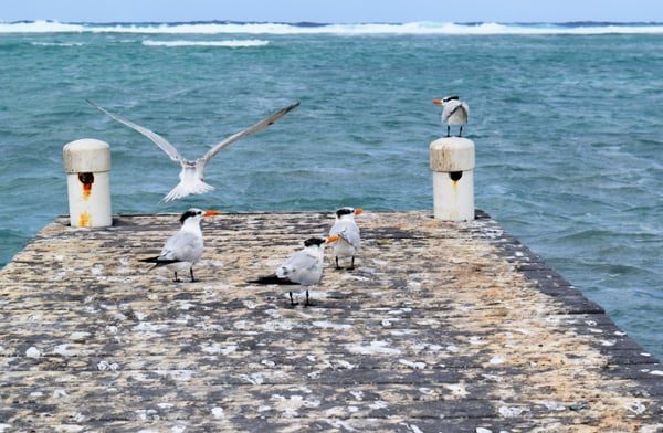 A-dirty-ocean-dock-that-needs-expert-cleaning-and-bird-control