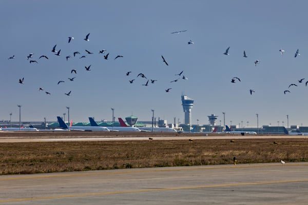 A-flock-of-birds-flying-above-an-airfield
