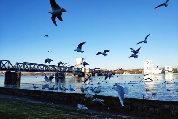 A-huge-group-of-seagulls-circling-at-the-fjord-shoreline-next-to-railway-bridge-on-a-cold-sunny-winter-day