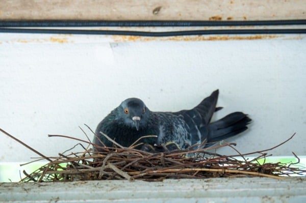 A-pigeon-nesting-near-a-roof