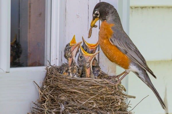 Adult-robin-feeding-chicks-in-a-nest