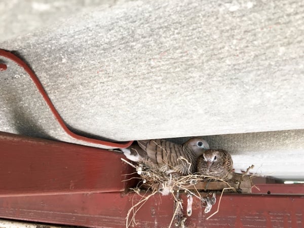 Bird-Nest-in-Ceiling-Joists-How-to-Stop-Birds-from-Building-a-Nest