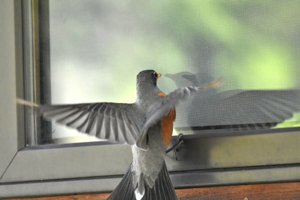 Bird-attacking-its-reflection-in-a-window