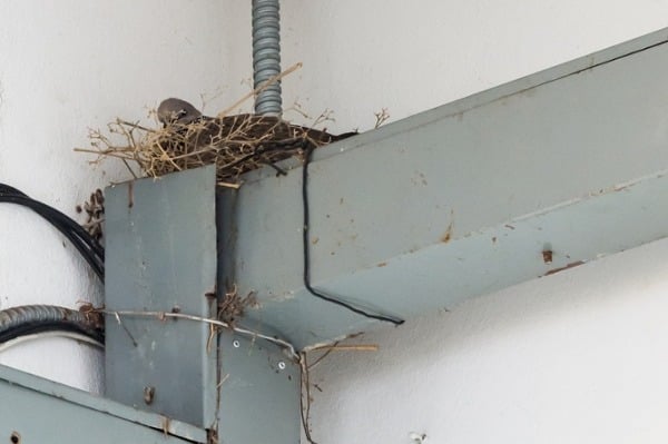Bird-nesting-in-an-industrial-building