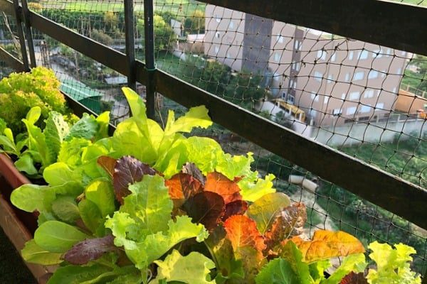 Bird-nets-protecting-a-balcony-garden