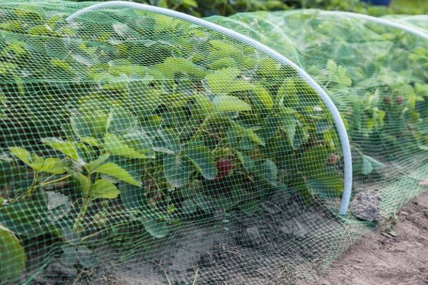 Bird-netting-keep-birds-away-from-crops