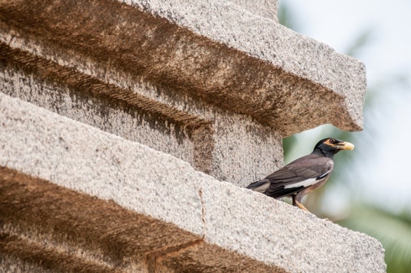 Bird-on-a-building-ledge