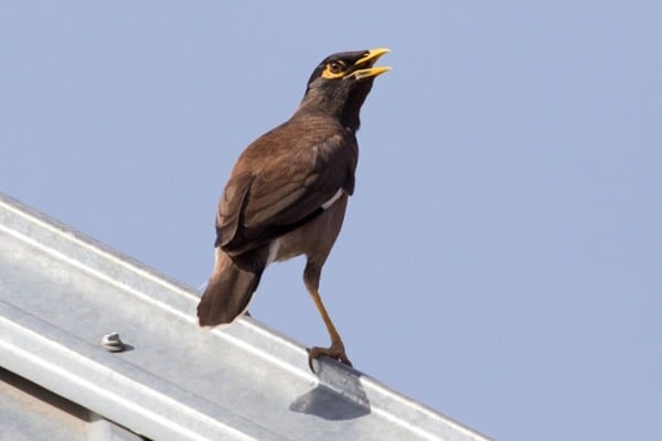 Bird-sitting-on-the-ledge-of-a-metal-roof