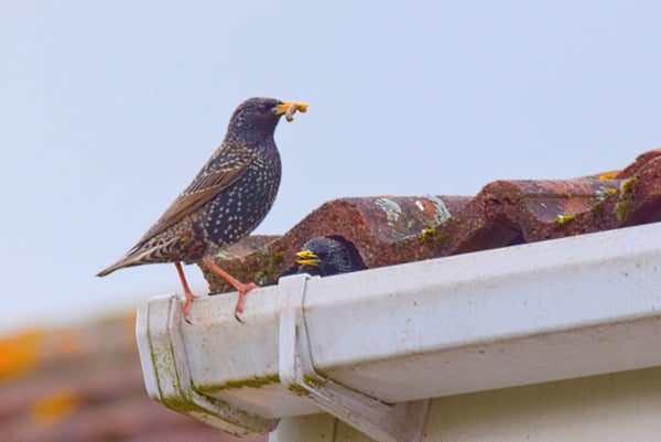 Bird-standing-on-a-houses-gutter