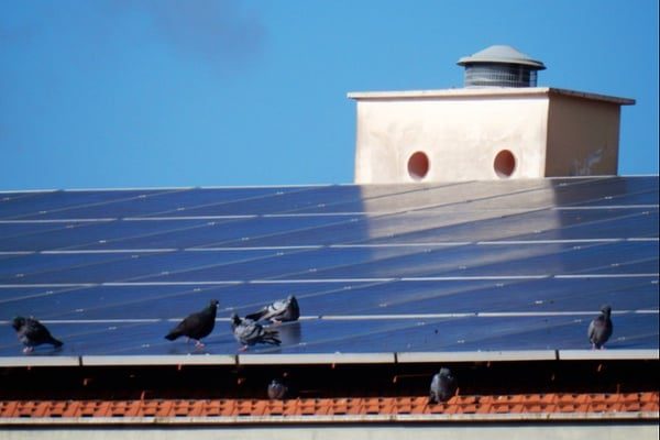 Birds-perching-on-and-under-solar-panels