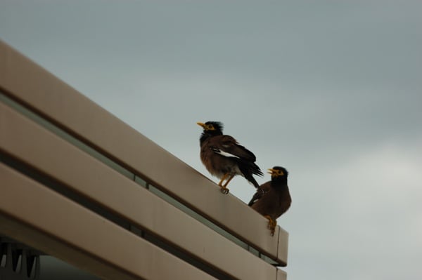 Birds-sitting-on-a-building-ledge