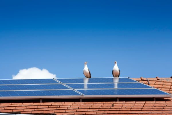 Birds-sitting-on-rooftop-solar-panels