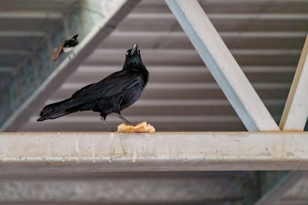 Black-bird-sitting-on-a-big-box-store-ceiling-rafter