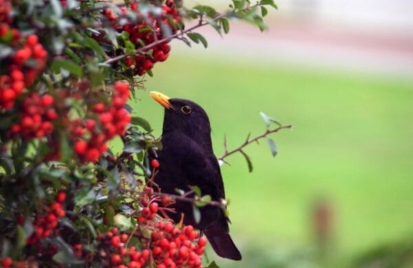 Blackbird-eating-berries-out-of-a-garden