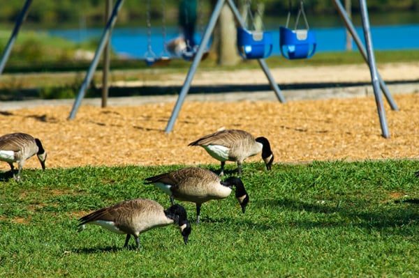 Canada-geese-near-a-playground-and-pond-without-open-space-bird-control
