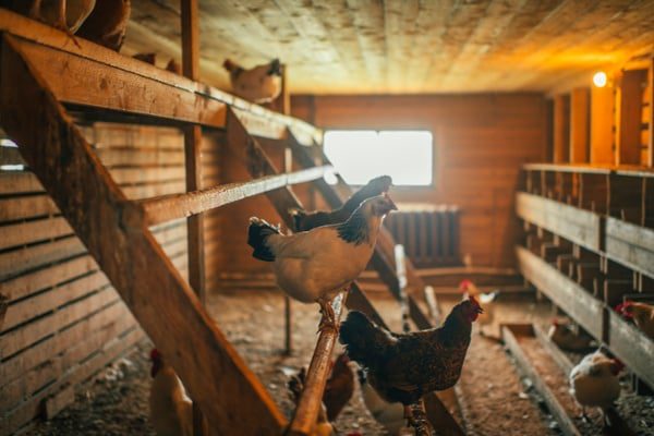 Chickens-inside-a-small-coop