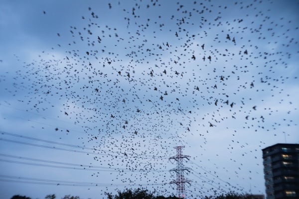 Flock-of-starlings-in-the-sky