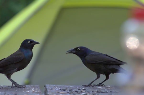 Grackles-on-a-Picnic-Table-Keep-Grackles-Away